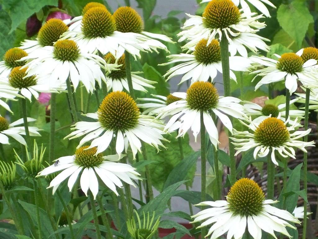 Echinacea Purpurea White Swan - View 11 from www redcrocus com