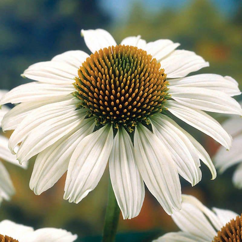 Echinacea Purpurea White Swan - View 12 from www redcrocus com