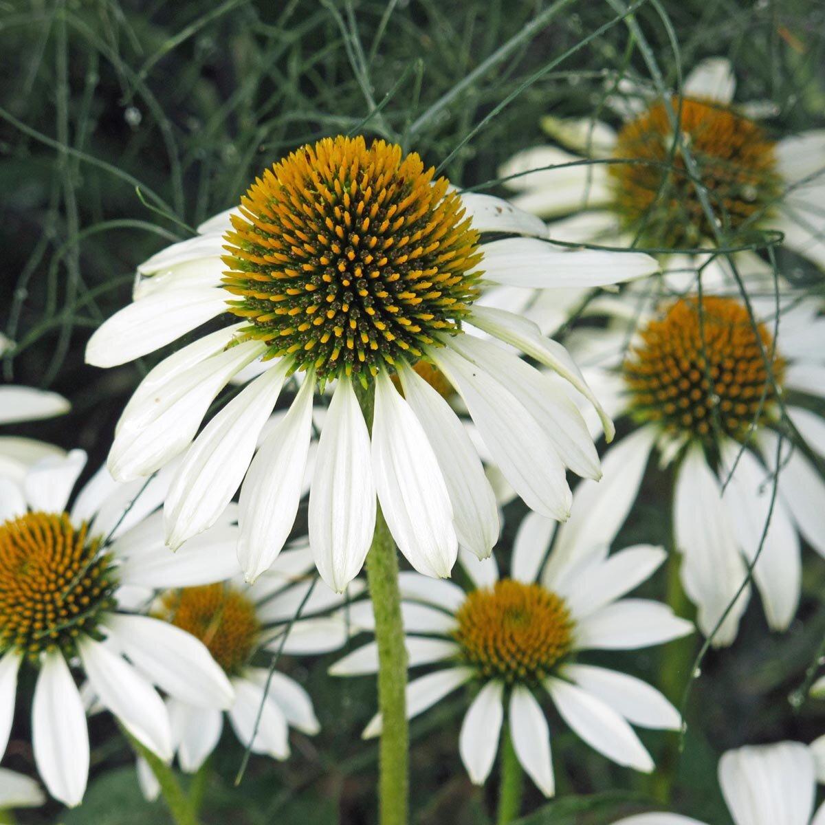 Echinacea Purpurea White Swan - View 16 from www redcrocus com