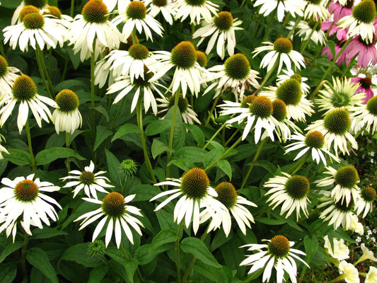 Echinacea Purpurea White Swan - View 1 from www redcrocus com