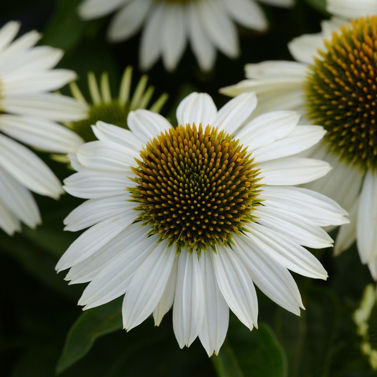Echinacea Purpurea White Swan - View 20 from www redcrocus com