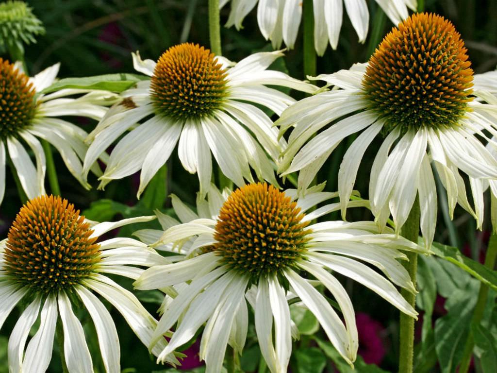 Echinacea Purpurea White Swan - View 3 from www redcrocus com
