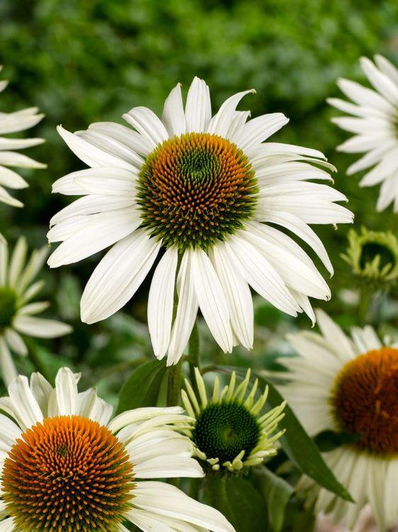 Echinacea Purpurea White Swan - View 7 from www redcrocus com