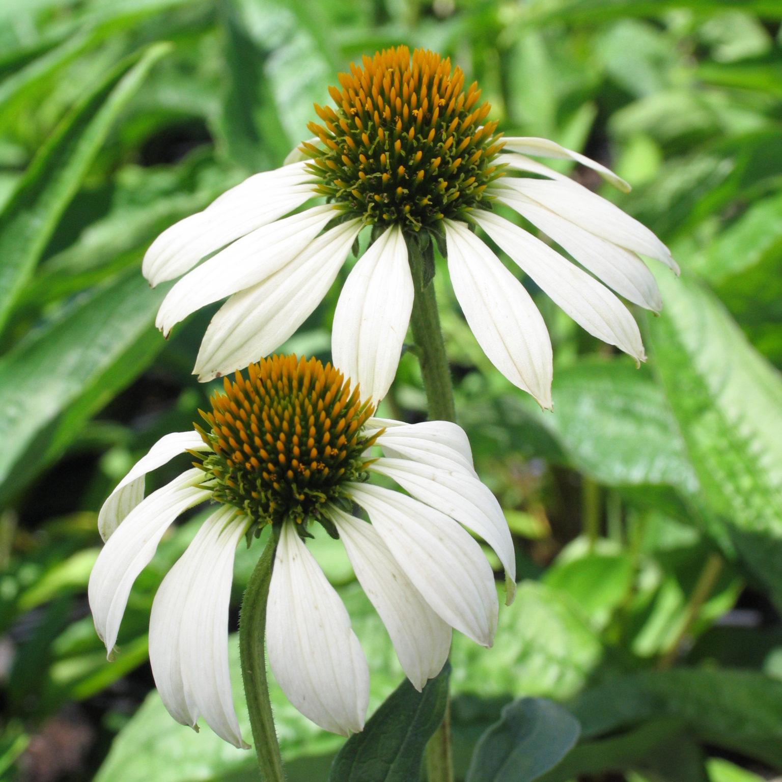 Echinacea Purpurea White Swan - View 8 from www redcrocus com