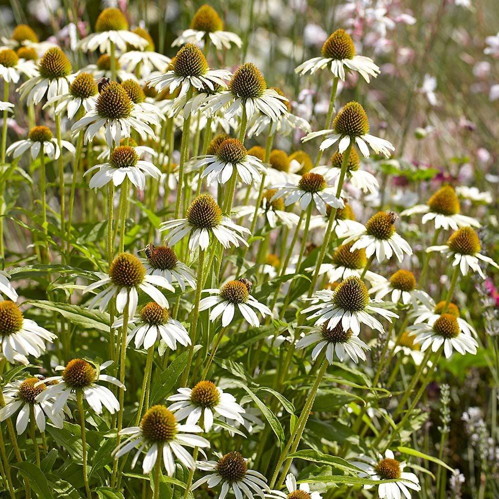 Echinacea Purpurea White Swan - View 9 from www redcrocus com