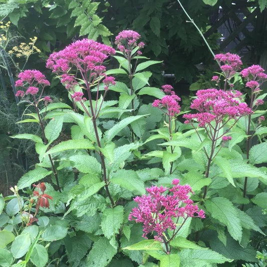 Eupatorium Dubium Baby Joe - View 10 from www redcrocus com