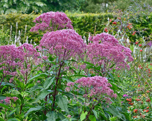 Eupatorium Dubium Baby Joe - View 1 from www redcrocus com