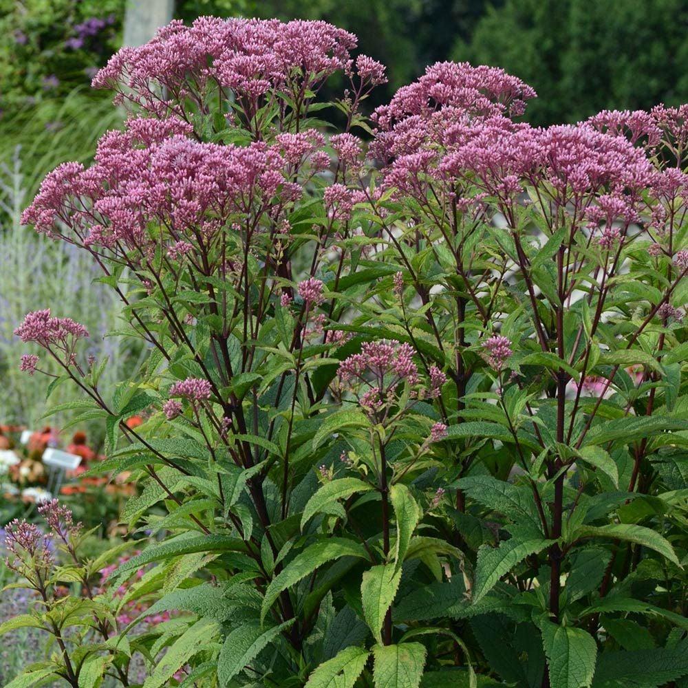 Eupatorium Dubium Baby Joe - View 5 from www redcrocus com