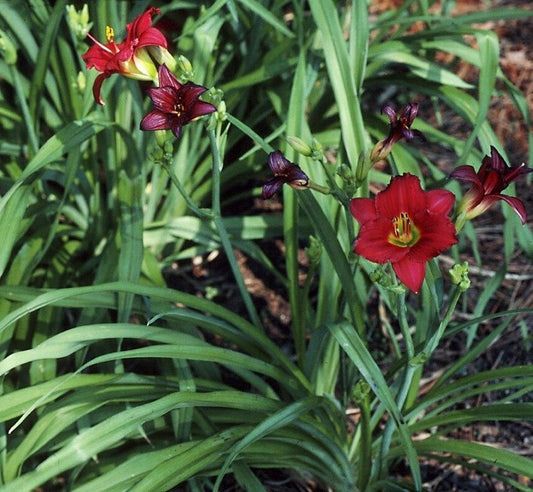 Hemerocallis X Pardon Me - View 10 from www redcrocus com