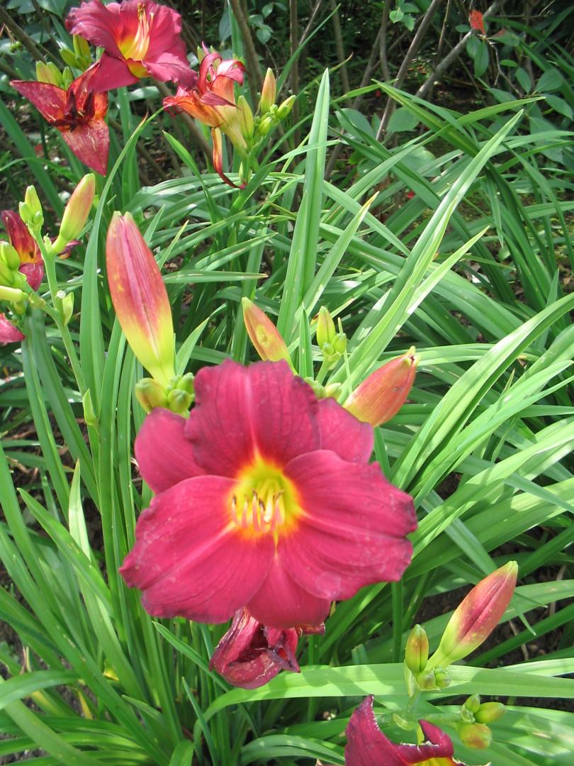 Hemerocallis X Pardon Me - View 11 from www redcrocus com