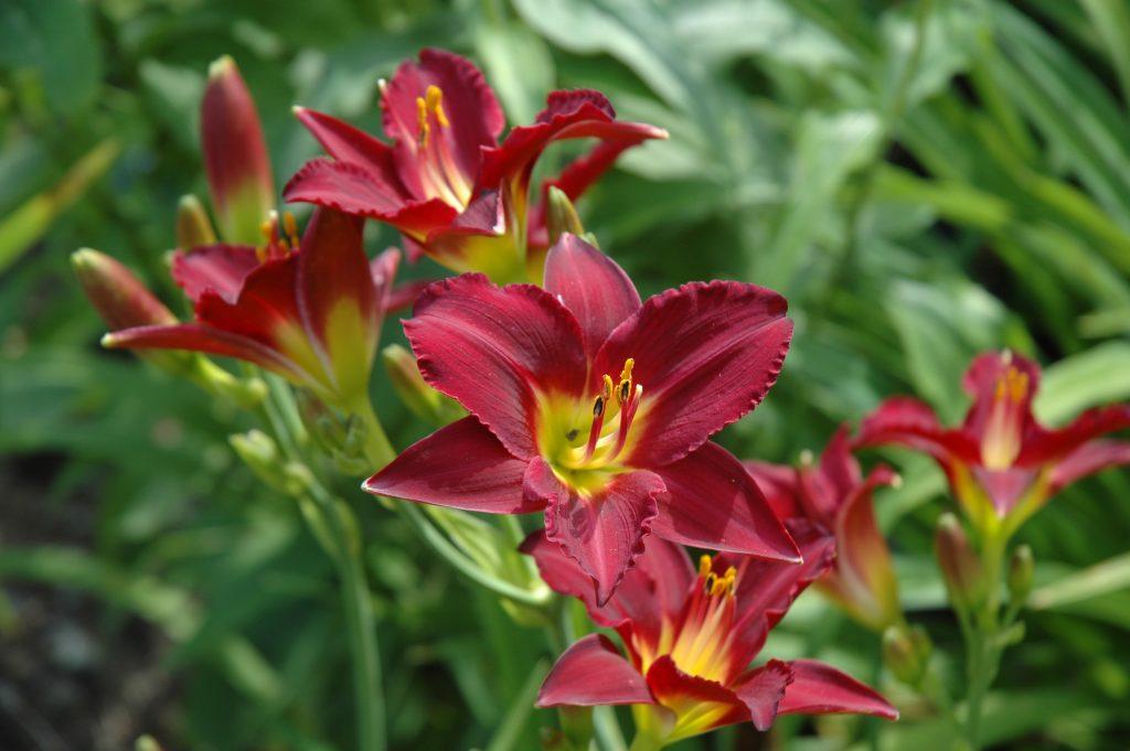 Hemerocallis X Pardon Me - View 13 from www redcrocus com