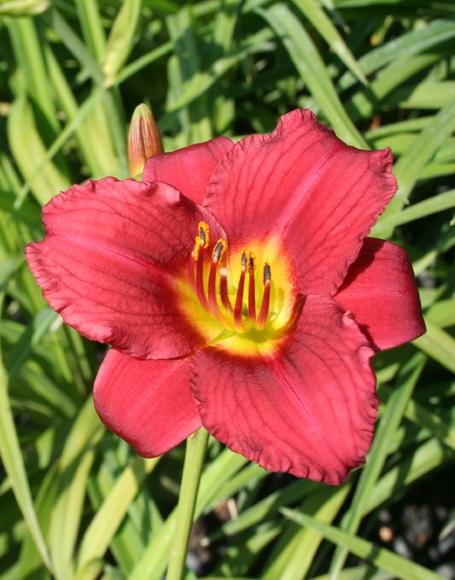 Hemerocallis X Pardon Me - View 17 from www redcrocus com