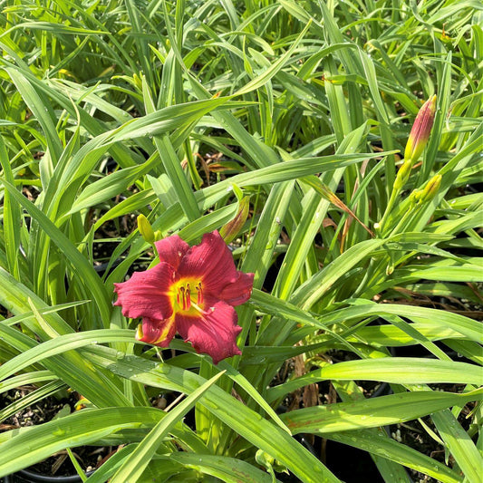 Hemerocallis X Pardon Me - View 1 from www redcrocus com