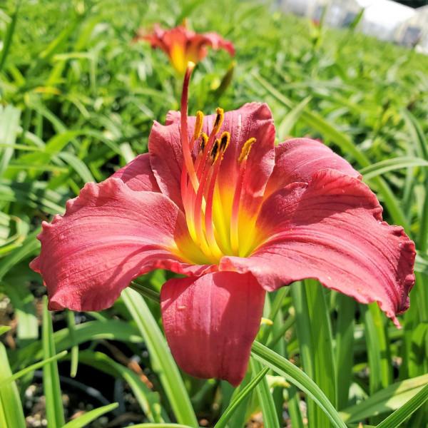 Hemerocallis X Pardon Me - View 2 from www redcrocus com