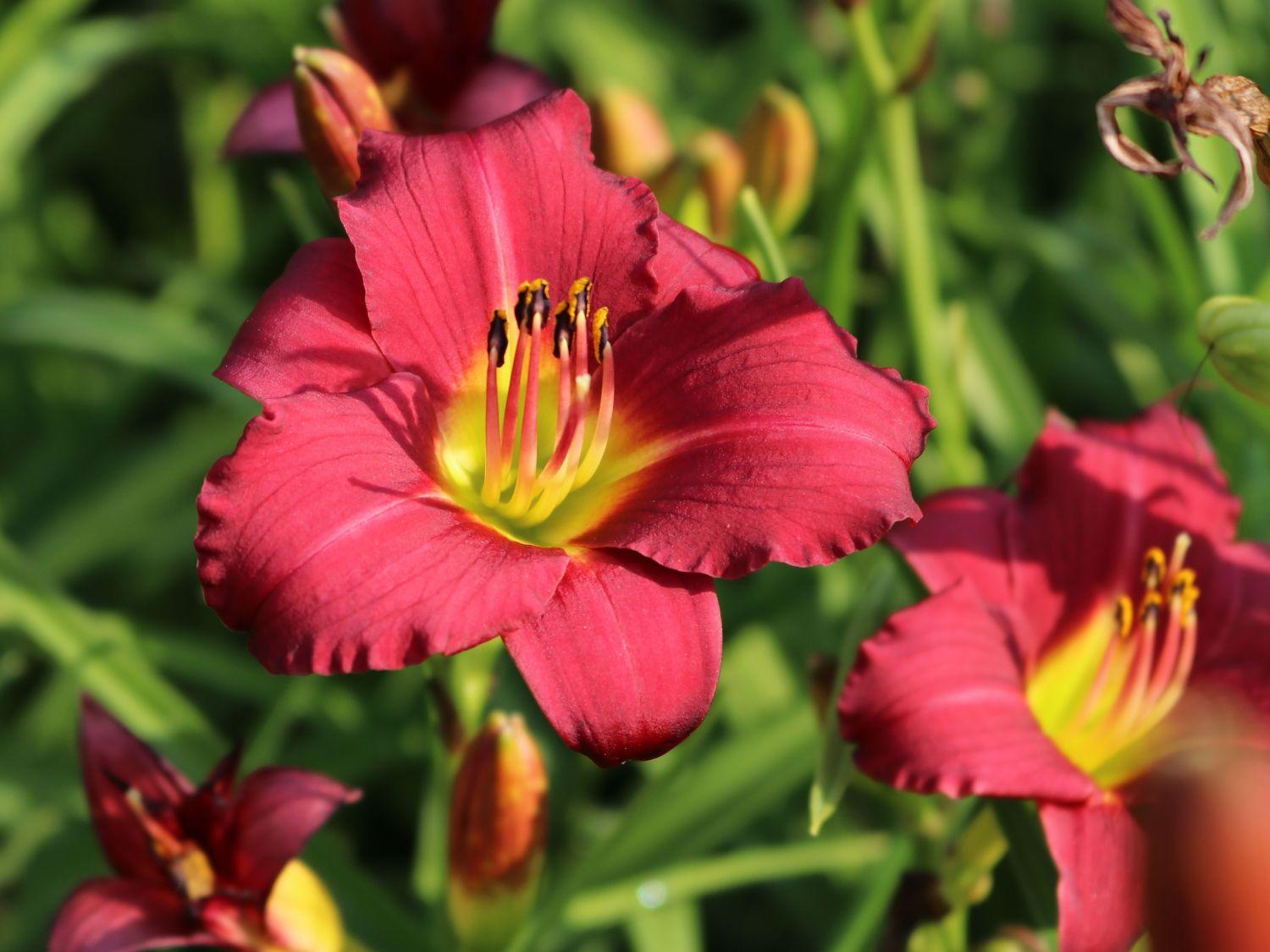 Hemerocallis X Pardon Me - View 3 from www redcrocus com