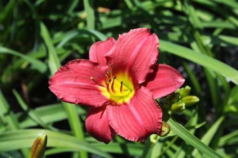 Hemerocallis X Pardon Me - View 4 from www redcrocus com
