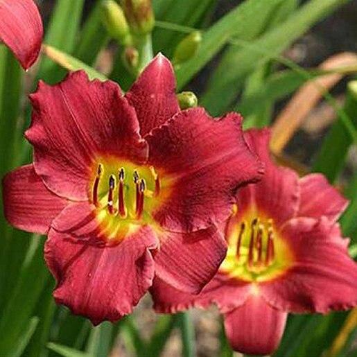 Hemerocallis X Pardon Me - View 5 from www redcrocus com