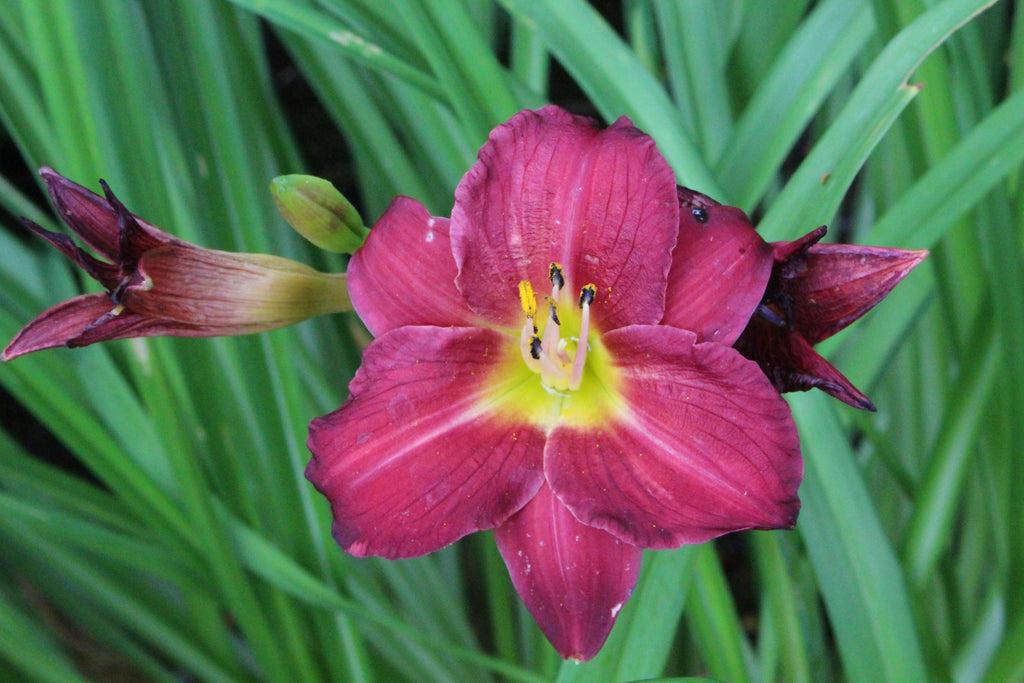 Hemerocallis X Pardon Me - View 6 from www redcrocus com