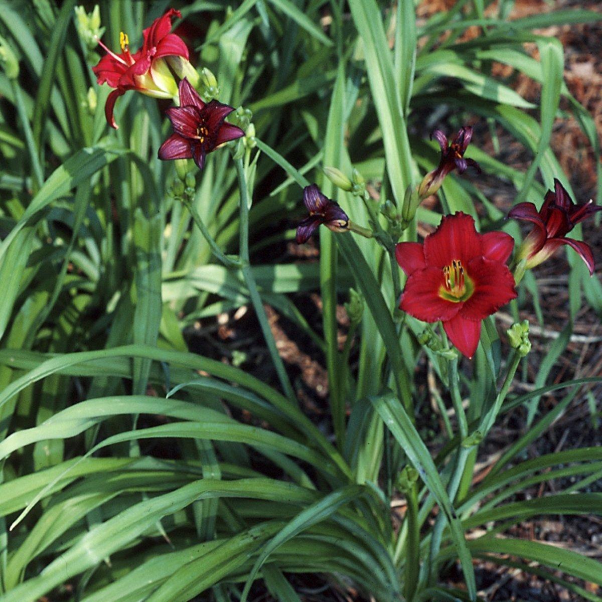Hemerocallis X Pardon Me - View 7 from www redcrocus com