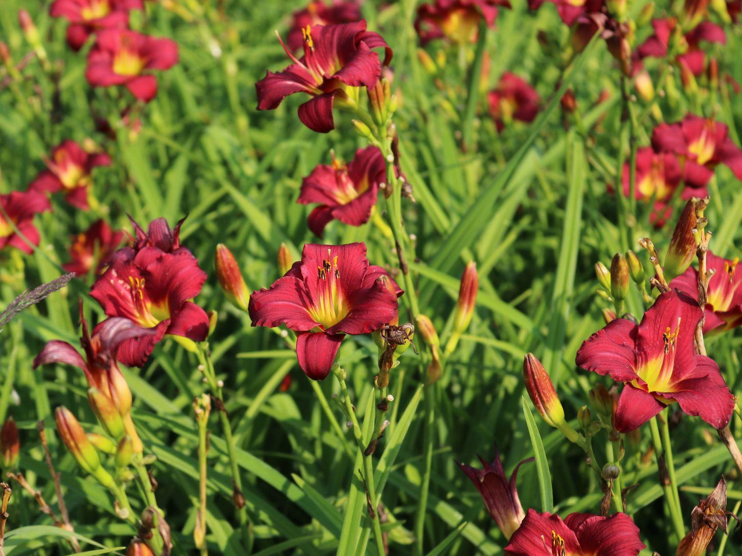 Hemerocallis X Pardon Me - View 8 from www redcrocus com