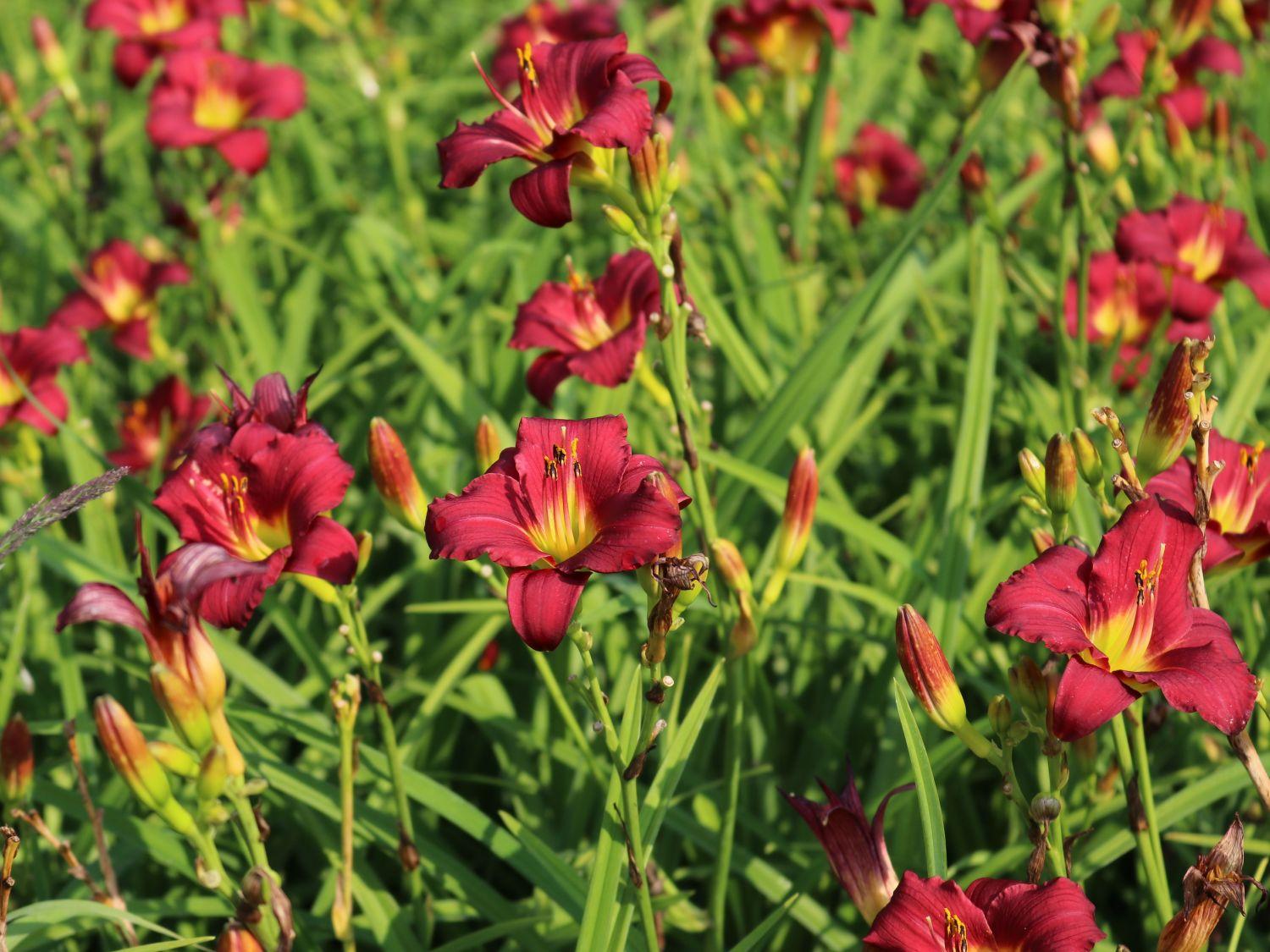 Hemerocallis X Pardon Me - View 8 from www redcrocus com