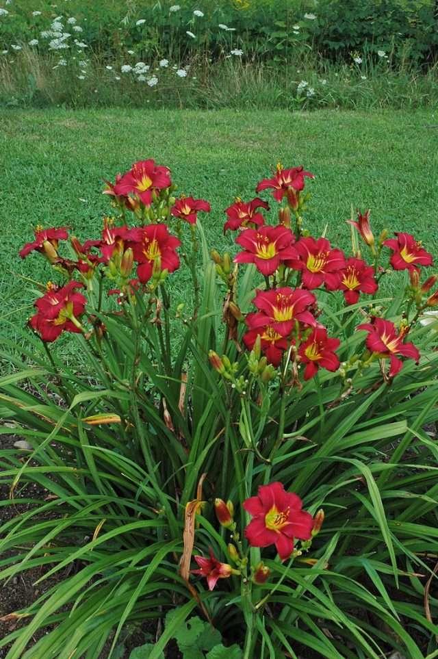 Hemerocallis X Pardon Me - View 9 from www redcrocus com