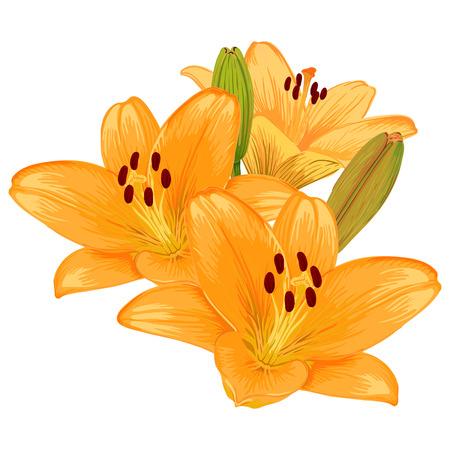 Hemerocallis X 'bali Hai' - View 10 from www redcrocus com