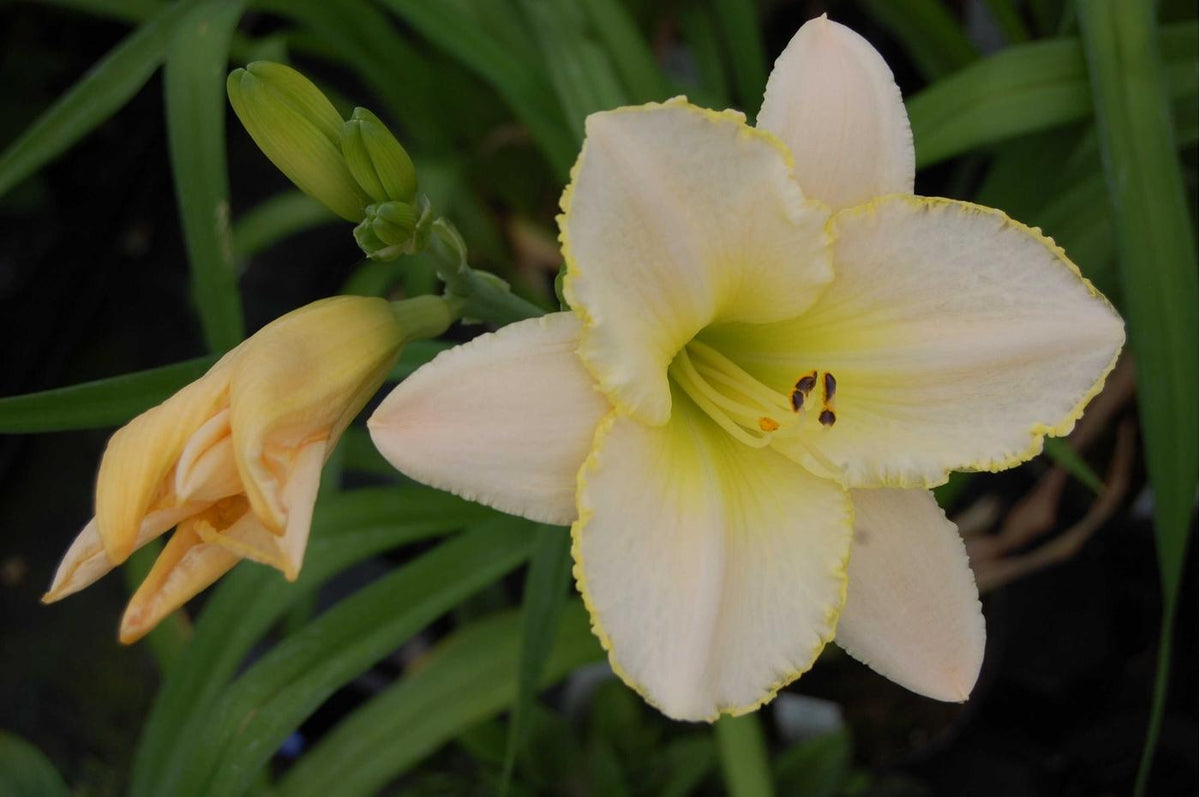 Hemerocallis X 'bali Hai' - View 14 from www redcrocus com