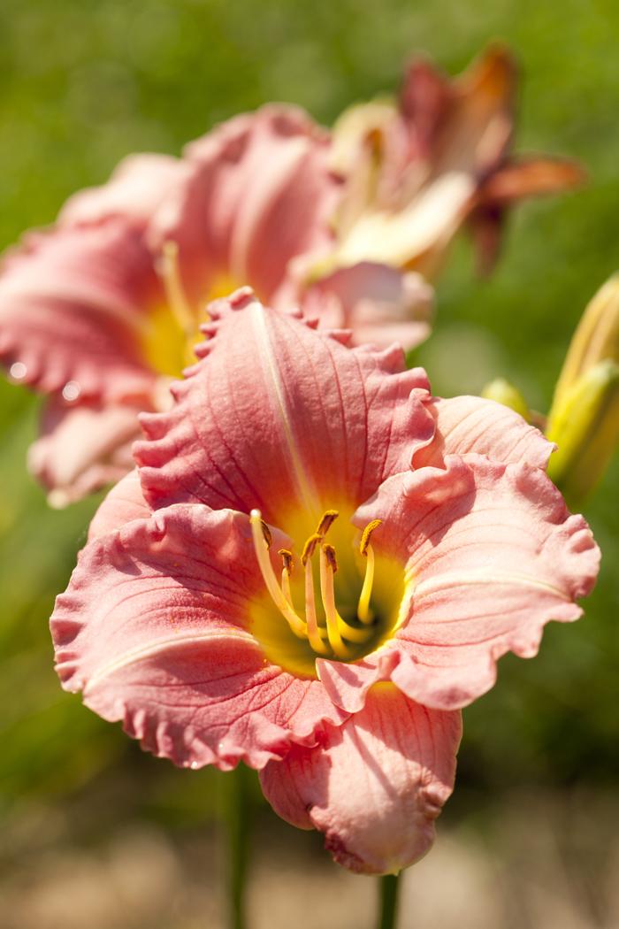 Hemerocallis X 'bali Hai' - View 6 from www redcrocus com