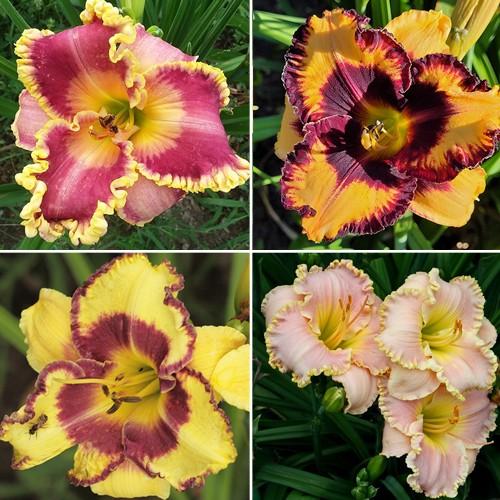 Hemerocallis X 'bali Hai' - View 8 from www redcrocus com