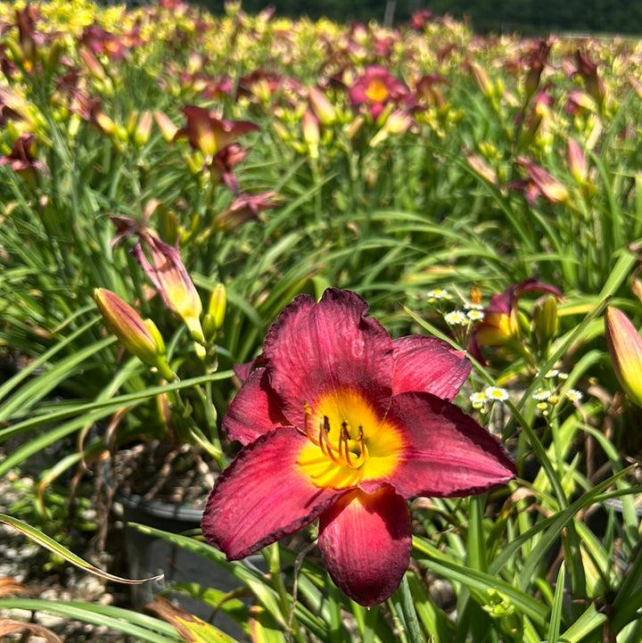Hemerocallis X 'chicago Sunrise' - View 11 from www redcrocus com
