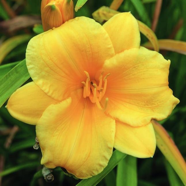 Hemerocallis X 'chicago Sunrise' - View 14 from www redcrocus com