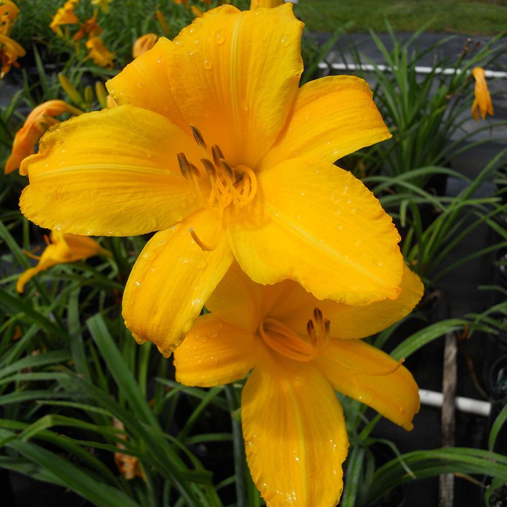 Hemerocallis X 'chicago Sunrise' - View 17 from www redcrocus com