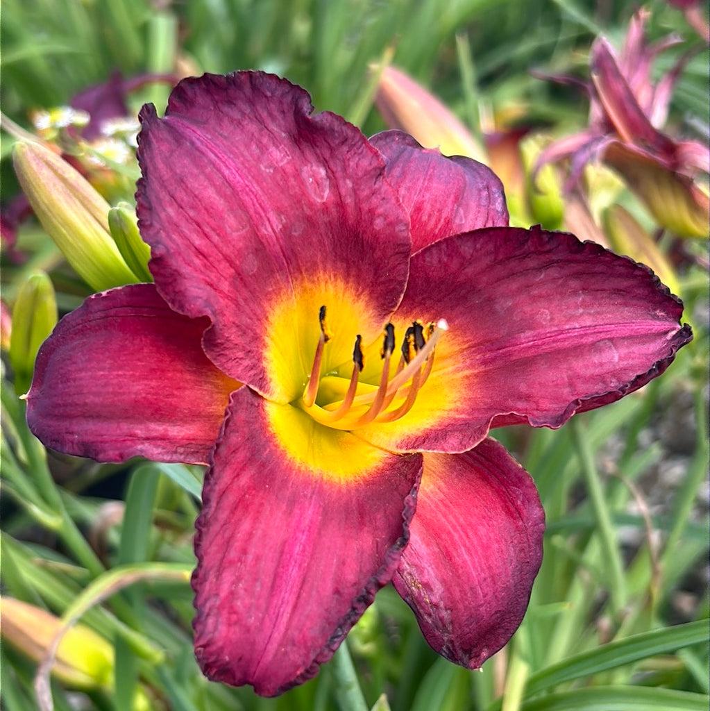 Hemerocallis X 'chicago Sunrise' - View 18 from www redcrocus com