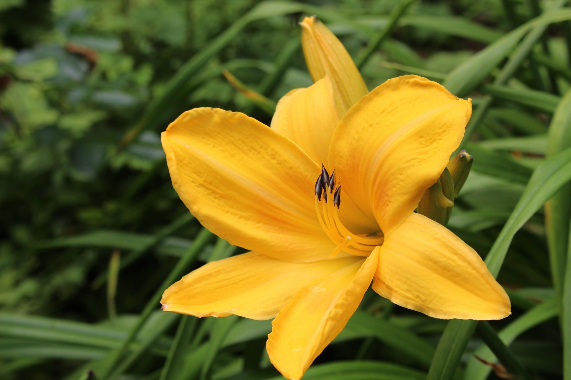 Hemerocallis X 'chicago Sunrise' - View 1 from www redcrocus com