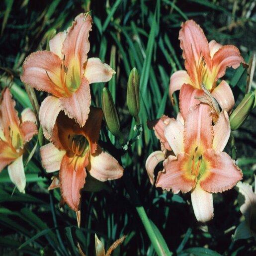 Hemerocallis X 'chicago Sunrise' - View 2 from www redcrocus com