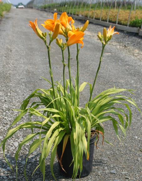 Hemerocallis X 'chicago Sunrise' - View 3 from www redcrocus com