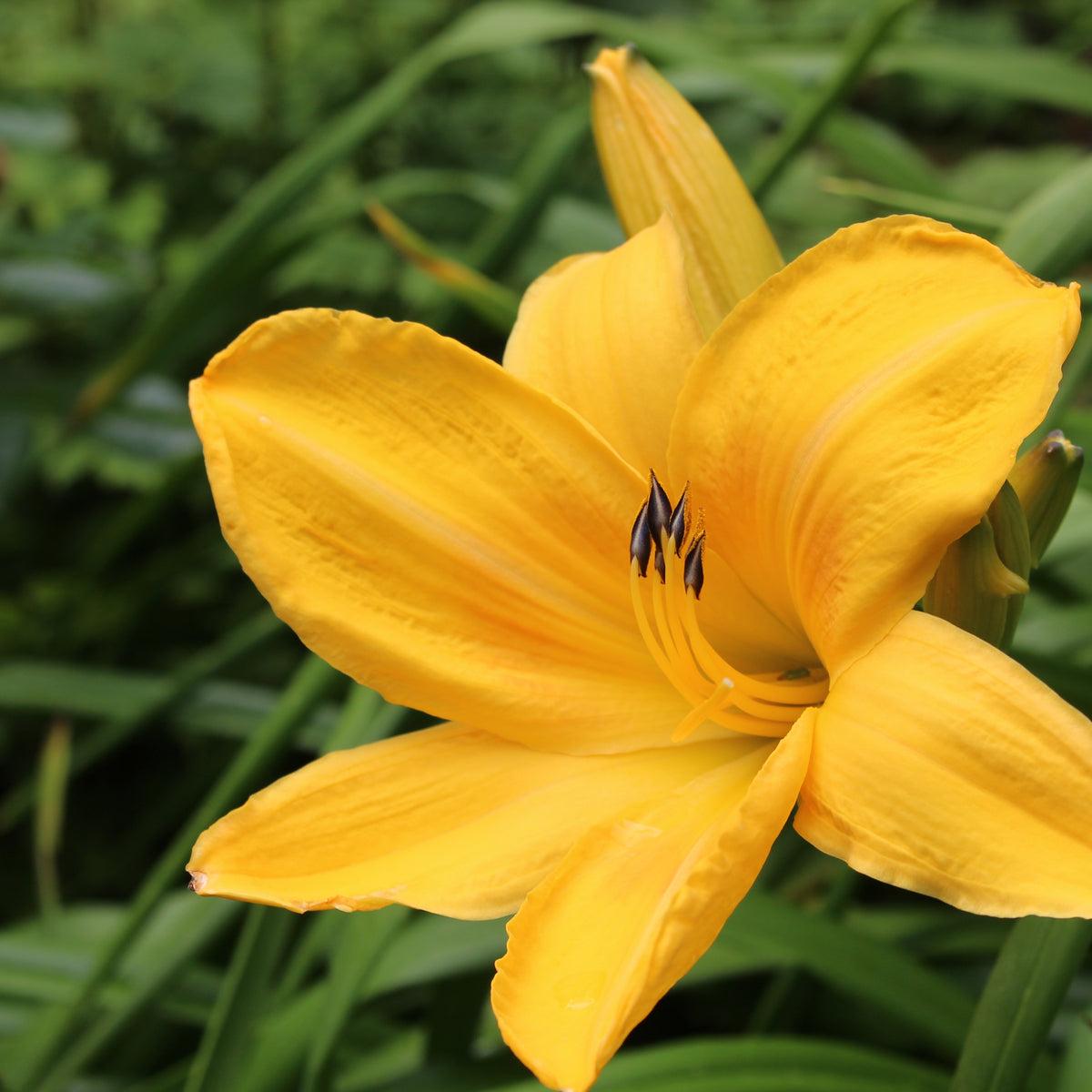Hemerocallis X 'chicago Sunrise' - View 4 from www redcrocus com