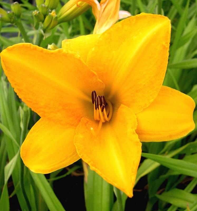 Hemerocallis X 'chicago Sunrise' - View 5 from www redcrocus com
