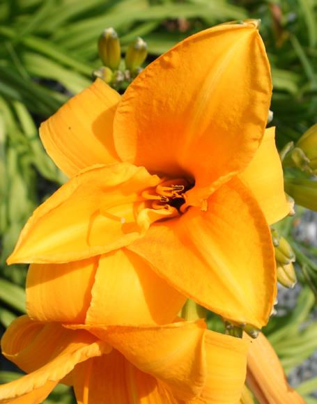 Hemerocallis X 'chicago Sunrise' - View 6 from www redcrocus com