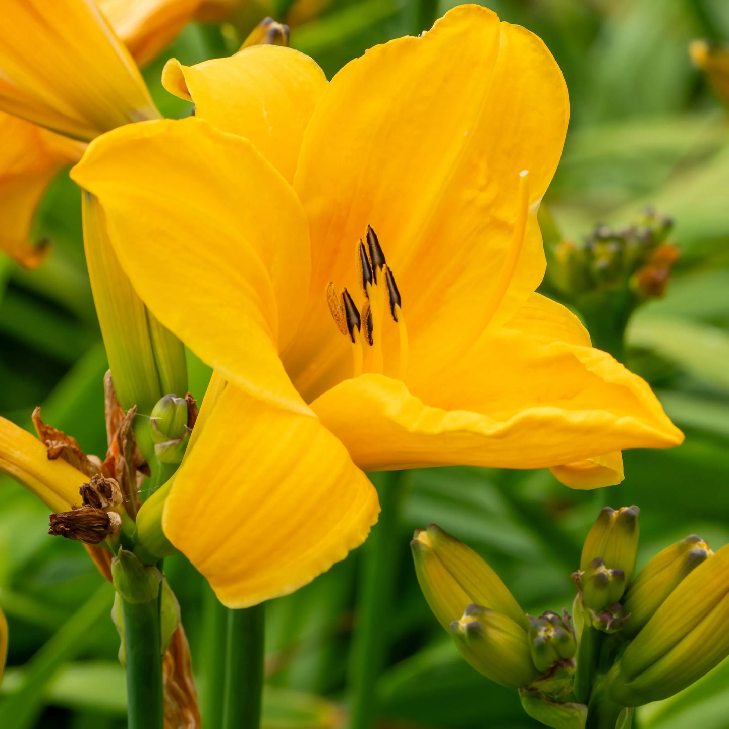 Hemerocallis X 'chicago Sunrise' - View 7 from www redcrocus com