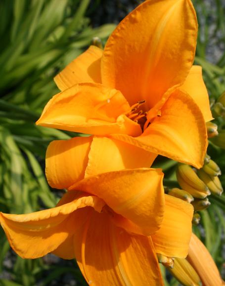 Hemerocallis X 'chicago Sunrise' - View 9 from www redcrocus com
