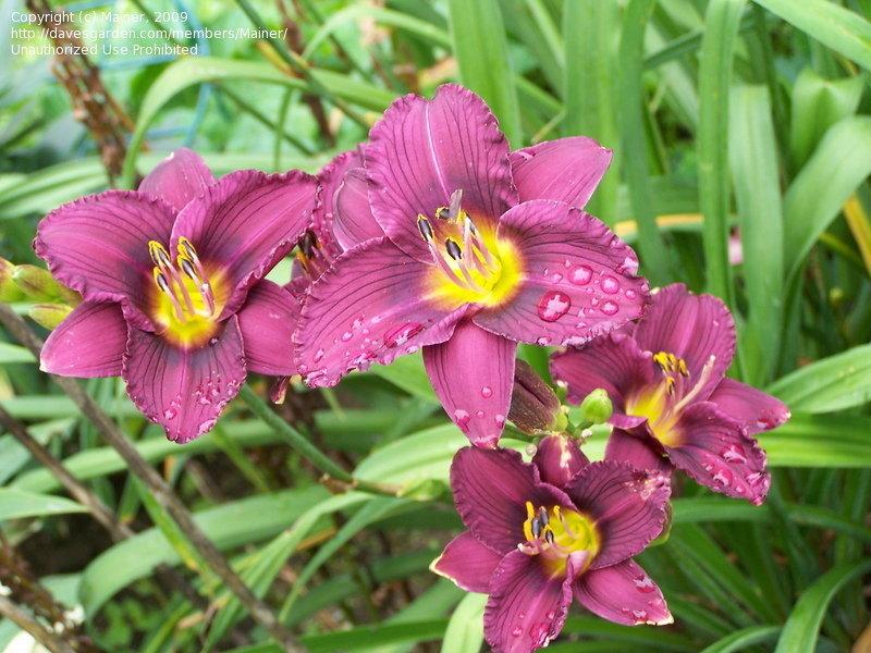 Hemerocallis X Little Grapette - View 11 from www redcrocus com