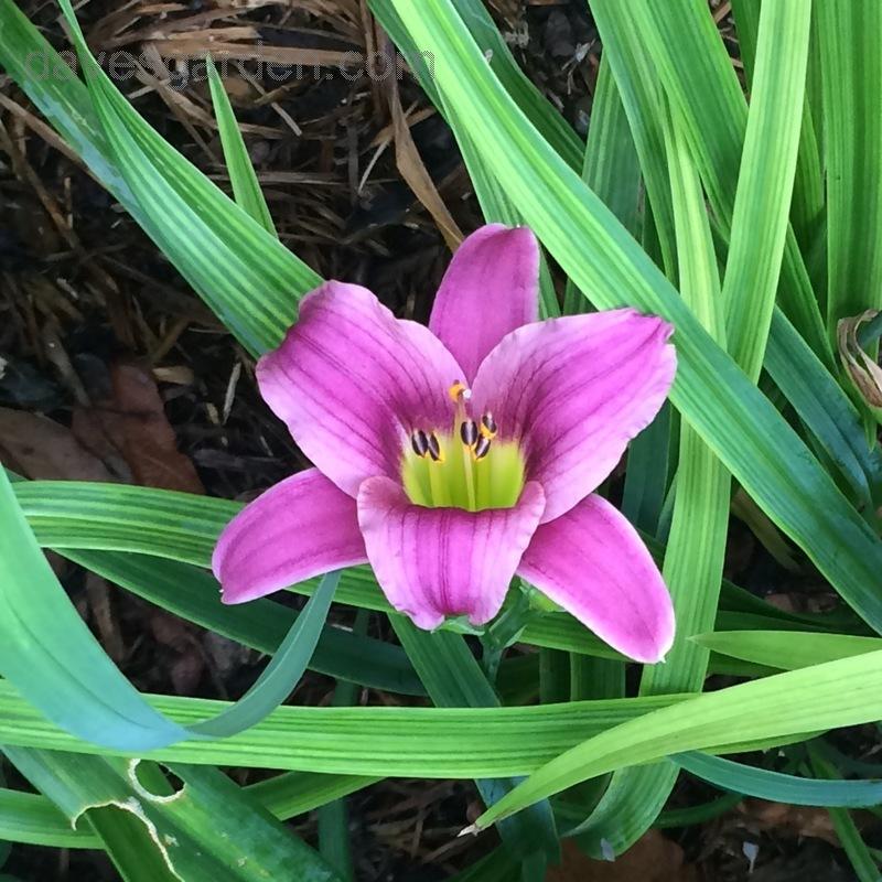 Hemerocallis X Little Grapette - View 12 from www redcrocus com