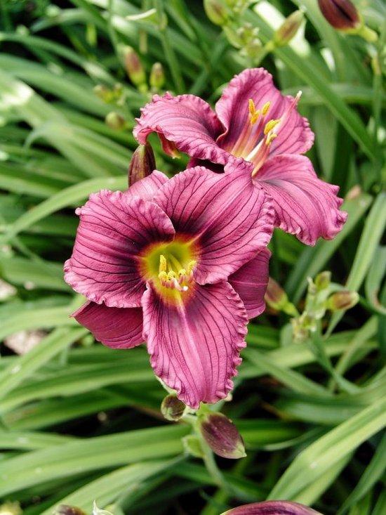 Hemerocallis X Little Grapette - View 13 from www redcrocus com