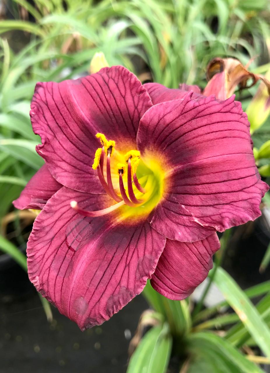 Hemerocallis X Little Grapette - View 14 from www redcrocus com
