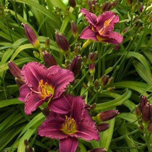 Hemerocallis X Little Grapette - View 1 from www redcrocus com