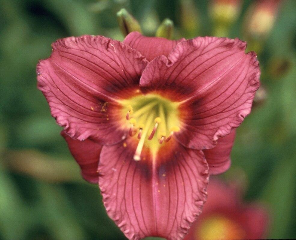 Hemerocallis X Little Grapette - View 3 from www redcrocus com