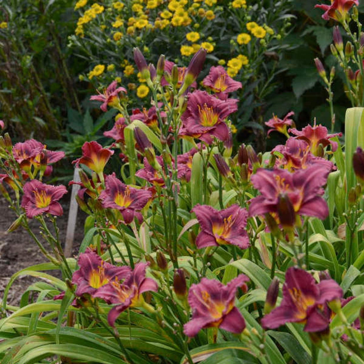 Hemerocallis X Little Grapette - View 4 from www redcrocus com