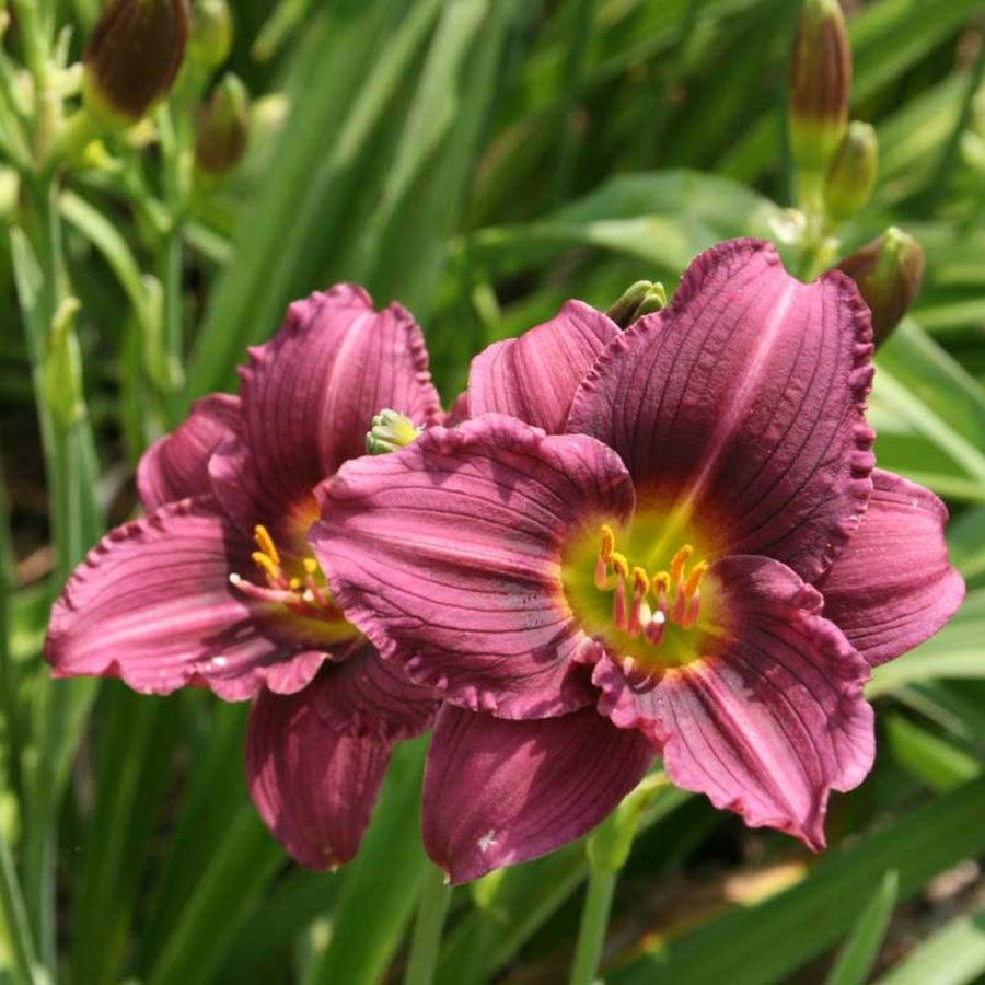 Hemerocallis X Little Grapette - View 5 from www redcrocus com